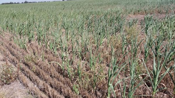 Fuerte impacto: un informe advierte que por la sequía se perderán casi US$3500 millones