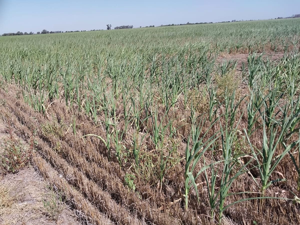 Fuerte impacto: un informe advierte que por la sequía se perderán casi US$3500 millones