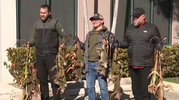 La histórica ola de frío que congela iguanas en Florida: qué hacer cuando caen reptiles del cielo