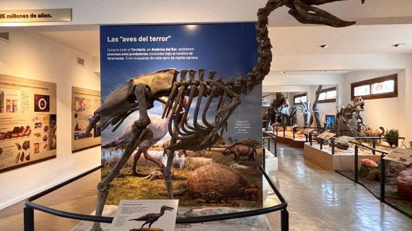El lugar imperdible de la Patagonia que tienen que conocer los fanáticos de los animales prehistóricos