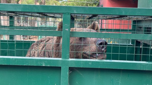 Logro en Luján: trasladan a un santuario a los dos osos que quedaron a la deriva en el exzoo junto con otros 60 animales