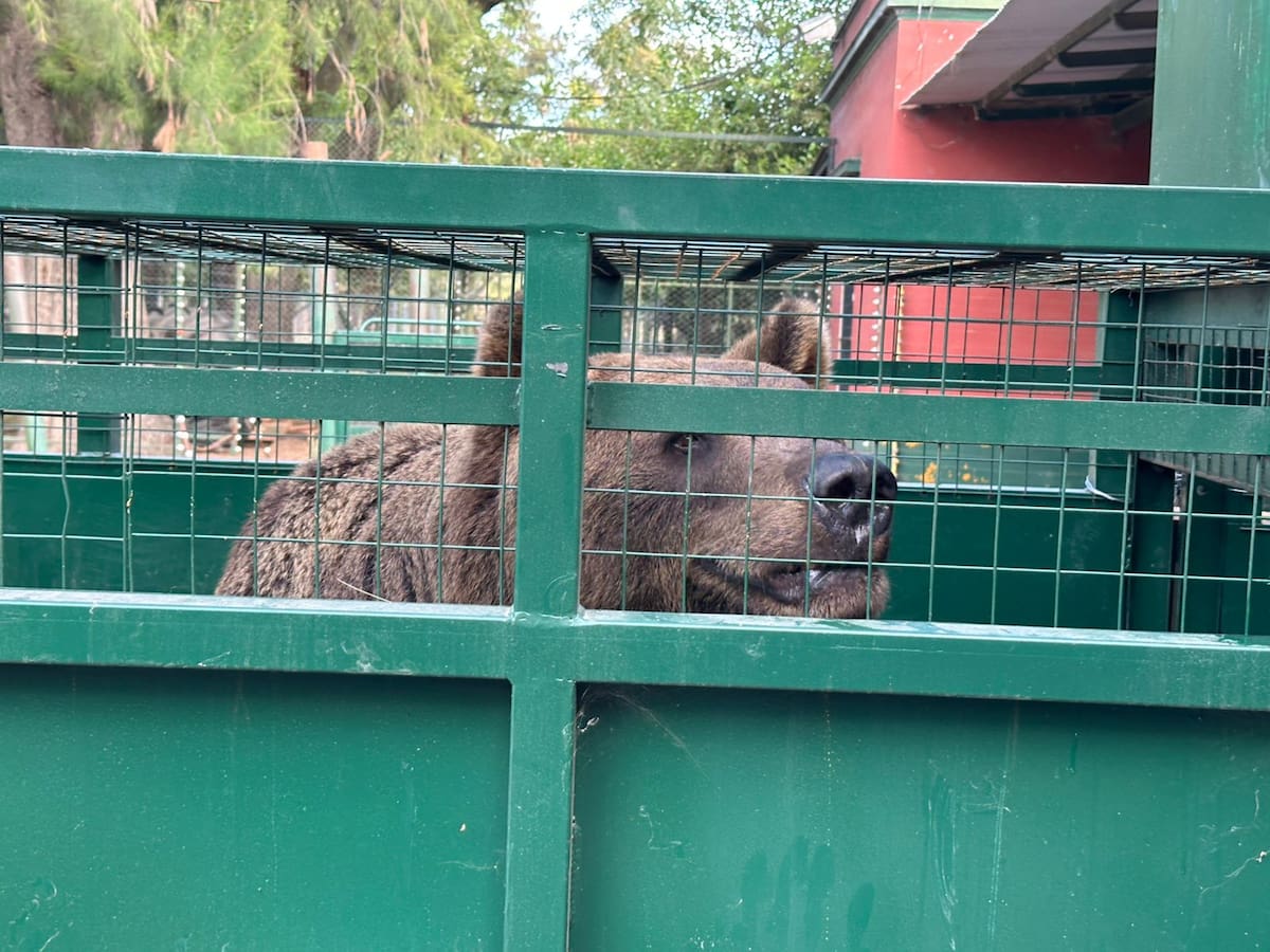 Logro en Luján: trasladan a un santuario a los dos osos que quedaron a la deriva en el exzoo junto con otros 60 animales