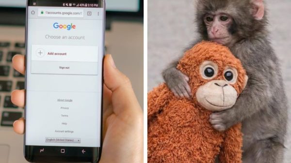 La divertida acción de Google cuando se escribe en el buscador “punch the monkey”