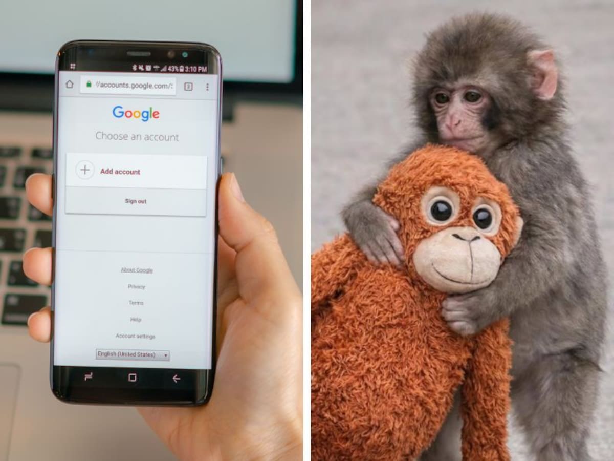 La divertida acción de Google cuando se escribe en el buscador “punch the monkey”