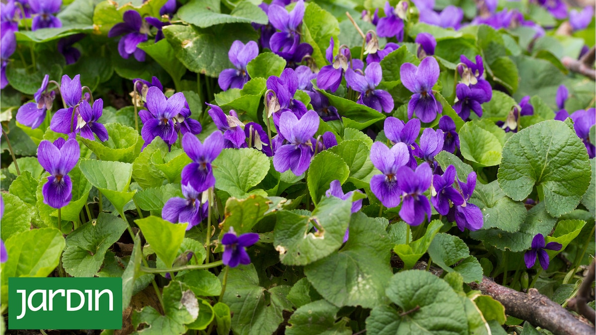 ¿La flor olvidada? Es diminuta, tiene un perfume increíble y está desapareciendo de los jardines