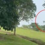 Restos del avión Hércules FAC-1016 esparcidos en la selva tras el accidente.