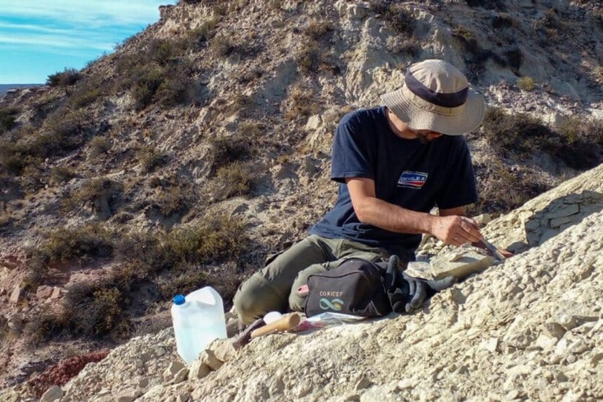 Fósiles expuestos en la cueva del condado de Comal, Texas, rodeados de herramientas de excavación.