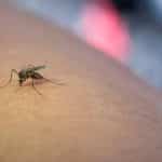 Un mosquito posado sobre una hoja verde en un jardín de Reikiavik.