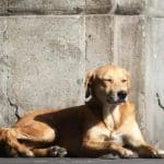 Grupo de personas en Bogotá sosteniendo un perro caramelo, sonrientes y felices.
