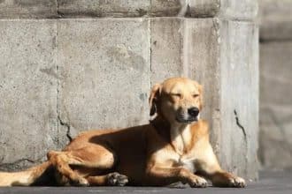 Grupo de personas en Bogotá sosteniendo un perro caramelo, sonrientes y felices.