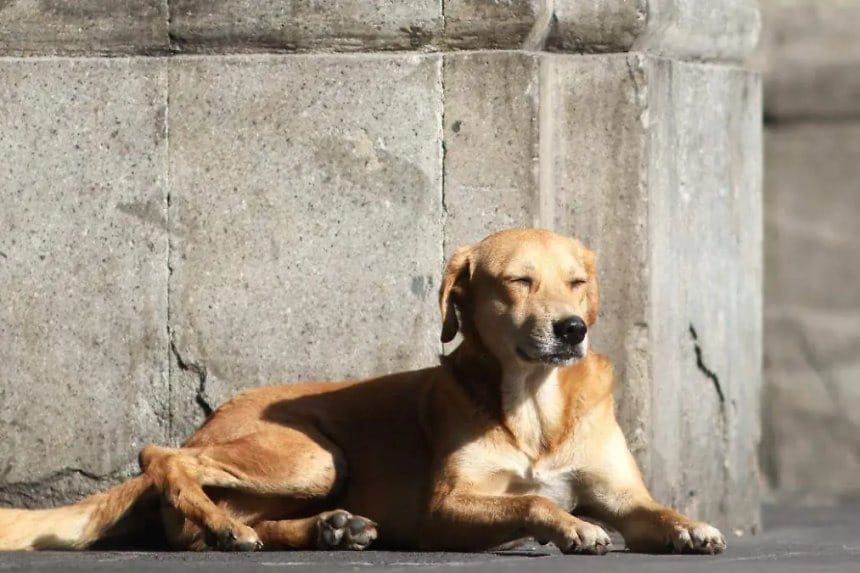 Grupo de personas en Bogotá sosteniendo un perro caramelo, sonrientes y felices.
