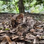 Una cría de tigrillo en brazos de un rescatista, rodeada de vegetación.